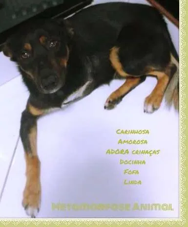 Cachorro ra a original idade 1 ano nome Pandora