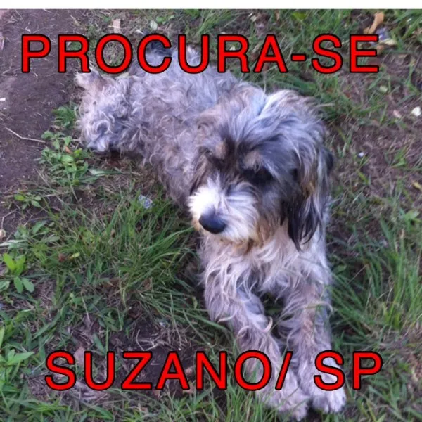 Cachorro ra a Nao definida idade 4 anos nome Duke
