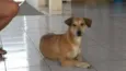 FOFINHA