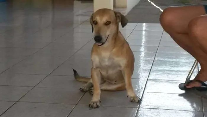 Cachorro raça não sei idade 1 ano nome FOFINHA
