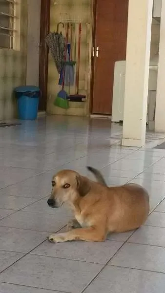 Cachorro raça não sei idade 1 ano nome FOFINHA