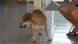 FOFINHA