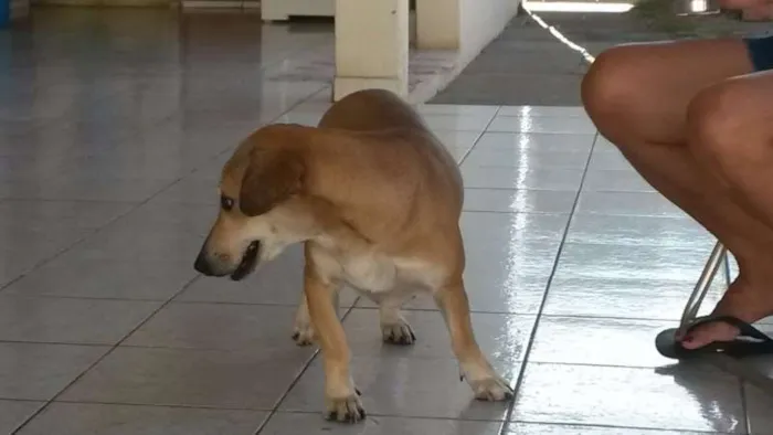 Cachorro raça não sei idade 1 ano nome FOFINHA