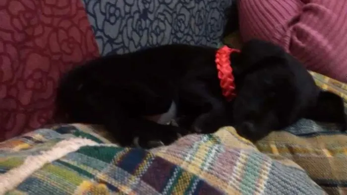 Cachorro ra a indefinida idade Abaixo de 2 meses nome não tem nome ainda
