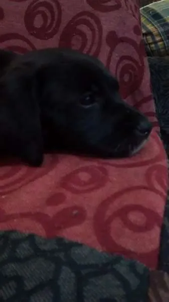 Cachorro ra a indefinida idade Abaixo de 2 meses nome não tem nome ainda