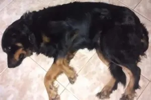 Cachorro raça pastor idade 4 anos nome Gaia