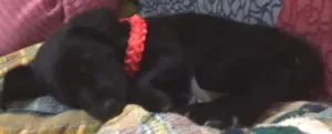 Cachorro raça indefinida idade Abaixo de 2 meses nome não tem nome ainda