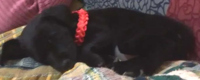 Cachorro ra a indefinida idade Abaixo de 2 meses nome não tem nome ainda