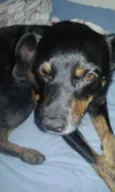 Preto