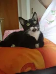 Neguinho