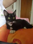 Neguinho
