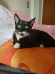 Neguinho