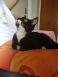 Neguinho