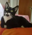 Neguinho