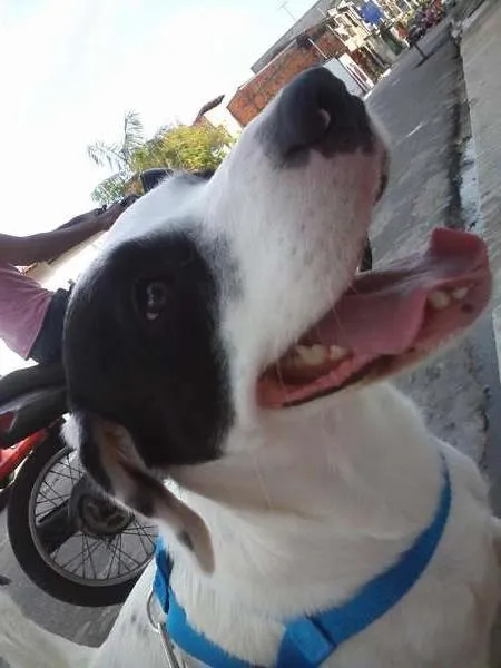 Cachorro ra a não definida idade 3 anos nome Lucky