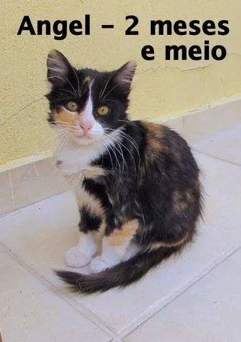 Gato ra a SRD idade 2 a 6 meses nome Angel