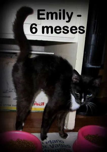 Gato ra a SRD idade 2 a 6 meses nome EMILY