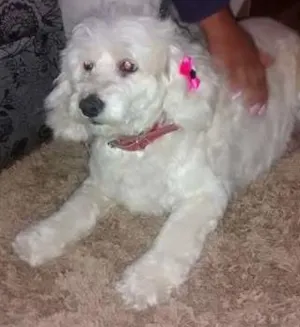 Cachorro raça Poodle idade 3 anos nome Belinha