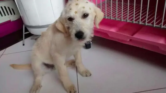 Cachorro ra a Original idade 2 a 6 meses nome Leide