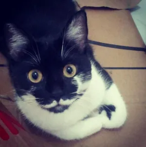 Gato raça SRD idade 3 anos nome Agata
