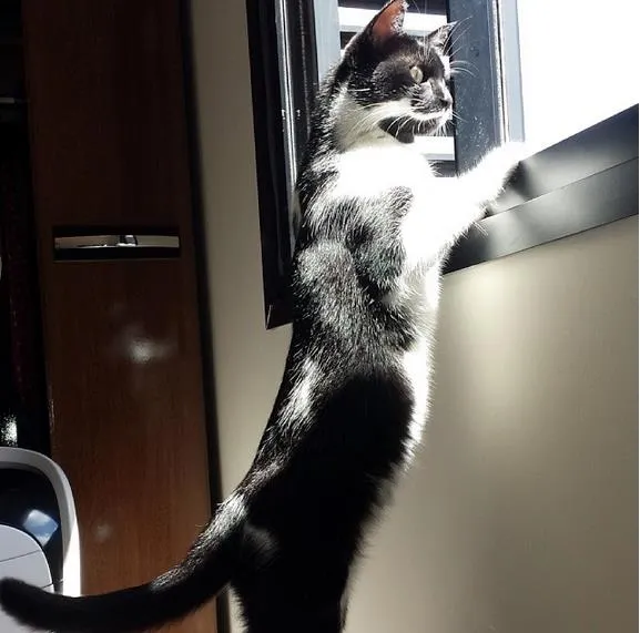 Gato ra a SRD idade 3 anos nome Agata