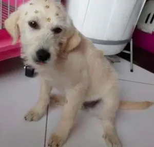 Cachorro raça Original idade 2 a 6 meses nome Leide