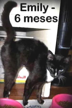 Gato raça SRD idade 2 a 6 meses nome EMILY