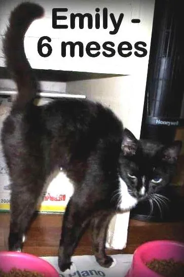 Gato ra a SRD idade 2 a 6 meses nome EMILY