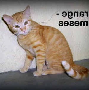 Gato raça SRD idade 2 a 6 meses nome ORANJE