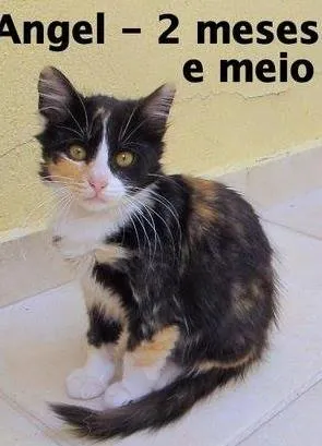 Gato ra a SRD idade 2 a 6 meses nome Angel