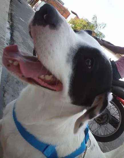 Cachorro ra a não definida idade 3 anos nome Lucky