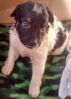 Cachorro raça RND idade Abaixo de 2 meses nome Lupita