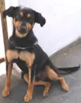 Cachorro raça SRD idade 5 anos nome Marley
