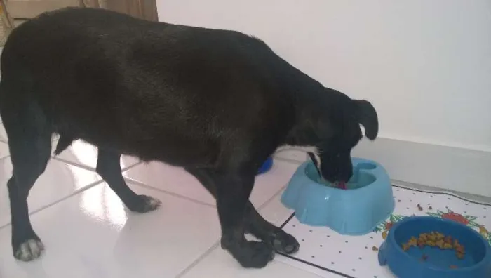 Cachorro ra a vira lata idade  nome pretinha