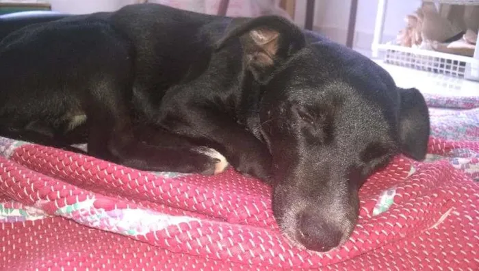 Cachorro ra a vira lata idade  nome pretinha