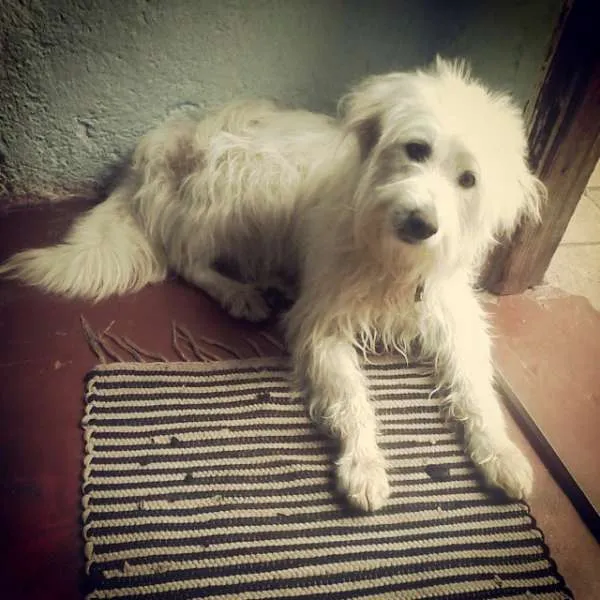 Cachorro ra a vira lata idade 2 anos nome cindy