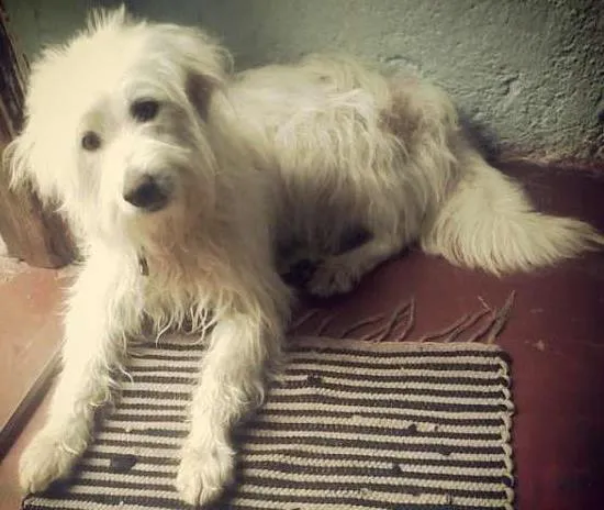Cachorro ra a vira lata idade 2 anos nome cindy