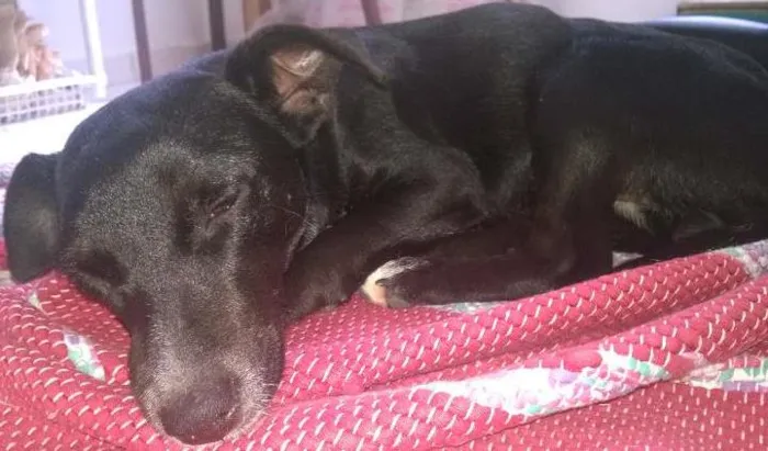 Cachorro ra a vira lata idade  nome pretinha