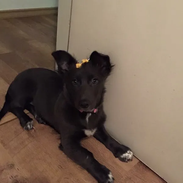 Cachorro ra a vira lata idade 2 a 6 meses nome nefertári