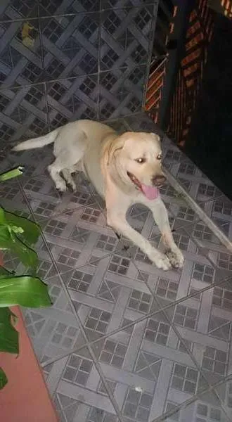Cachorro ra a Labrador idade 1 ano nome Horse