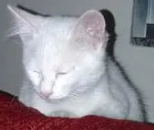 Gato raça srd idade 2 a 6 meses nome Candy