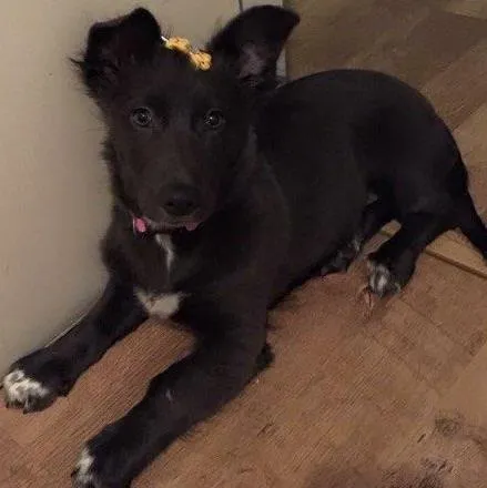 Cachorro ra a vira lata idade 2 a 6 meses nome nefertári