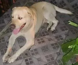 Cachorro ra a Labrador idade 1 ano nome Horse