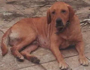 Cachorro raça Labrador idade 2 anos nome Billy