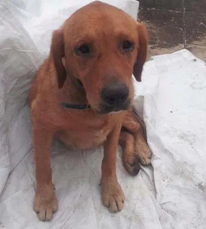 Cachorro raça Labrador idade 2 anos nome Billy