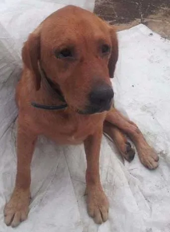 Cachorro raça Labrador idade 2 anos nome Billy