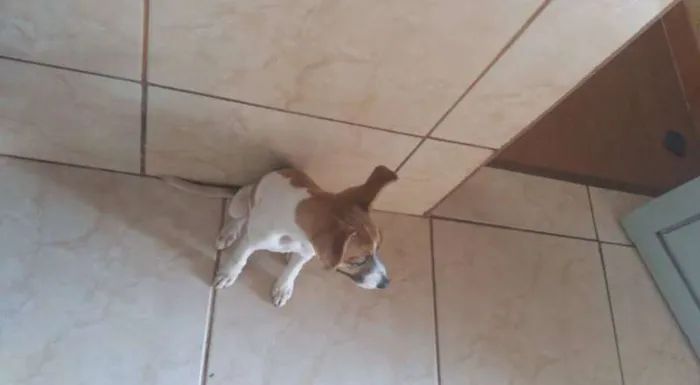 Cachorro ra a a melhor idade Abaixo de 2 meses nome JADI