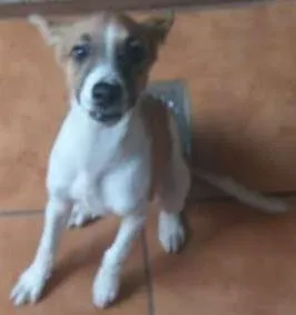 Cachorro raça a melhor idade Abaixo de 2 meses nome JADI