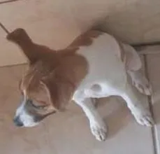 Cachorro ra a a melhor idade Abaixo de 2 meses nome JADI