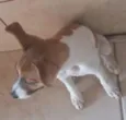 JADI